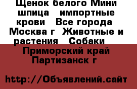 Щенок белого Мини шпица , импортные крови - Все города, Москва г. Животные и растения » Собаки   . Приморский край,Партизанск г.